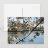 sakura matsuri briefkaart (Voorkant / Achterkant)