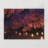 Sakura (nacht) briefkaart (Voorkant)