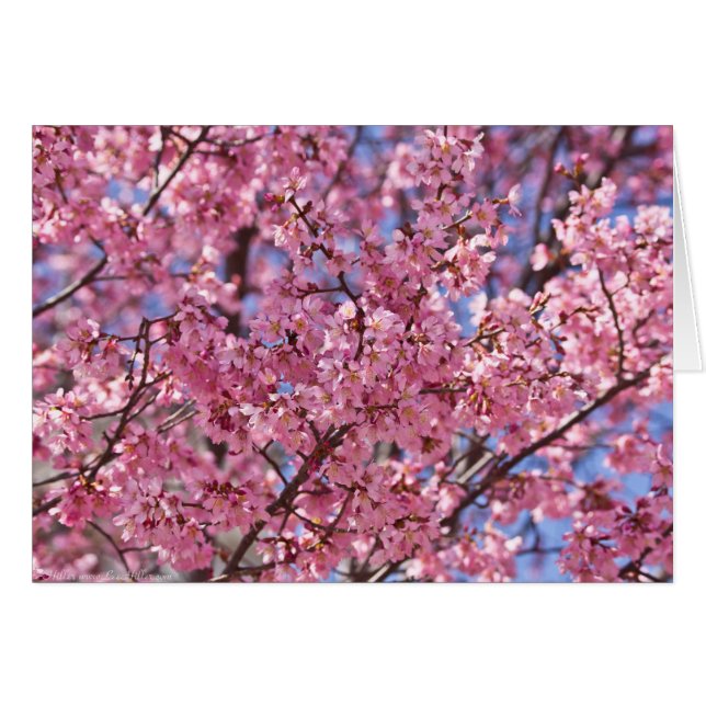 Sakura Pink Cherry Blossom Sky (Voorkant Horizontaal)