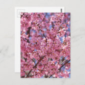 Sakura Pink Cherry Blossom Sky Briefkaart (Voorkant / Achterkant)