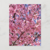 Sakura Pink Cherry Blossom Sky Briefkaart (Voorkant)