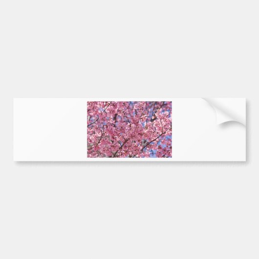 Sakura Pink Cherry Blossom Sky Bumpersticker (Voorkant)