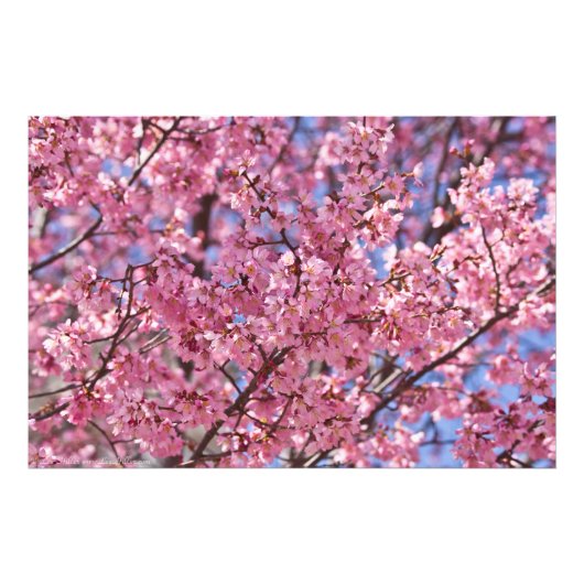 Sakura Pink Cherry Blossom Sky Foto Afdruk (Voorkant)
