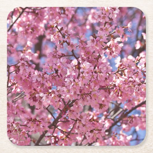 Sakura Pink Cherry Blossom Sky Kartonnen Onderzetters (Voorkant)
