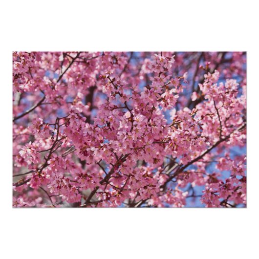 Sakura Pink Cherry Blossom Sky Perfect Poster (Voorkant)