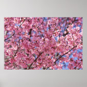 Sakura Pink Cherry Blossom Sky Poster (Voorkant)