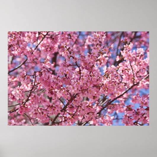 Sakura Pink Cherry Blossom Sky Poster (Voorkant)