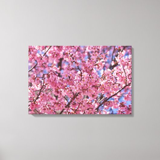Sakura Pink Cherry Blossom Sky Poster Canvas Afdruk (Voorkant)