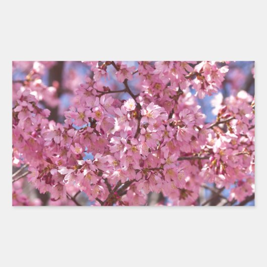 Sakura Pink Cherry Blossom Sky Rechthoekige Sticker (Voorkant)