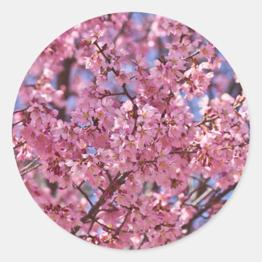 Sakura Pink Cherry Blossom Sky Ronde Sticker (Voorkant)