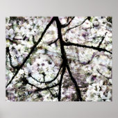 Sakura Poster (Voorkant)