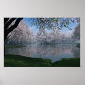 Sakura Poster (Voorkant)