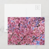 Sakura Roze Kersenbloesem Hemel Briefkaart (Voorkant / Achterkant)