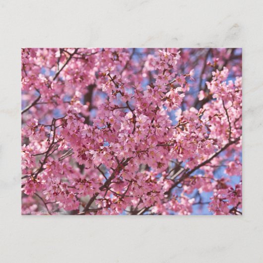 Sakura Roze Kersenbloesem Hemel Briefkaart (Voorkant)