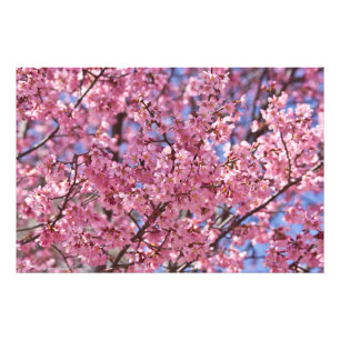 Sakura Roze Kersenbloesem Hemel Foto Afdruk
