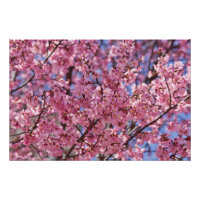 Sakura Roze Kersenbloesem Hemel