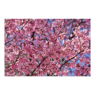 Sakura Roze Kersenbloesem Hemel Perfect Poster