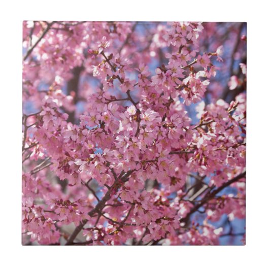 Sakura Roze Kersenbloesem Hemel Tegeltje (Voorkant)