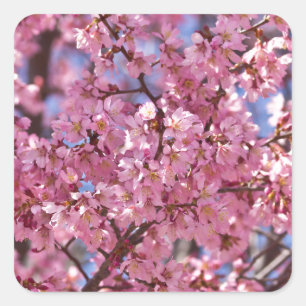 Sakura Roze Kersenbloesem Hemel Vierkante Sticker
