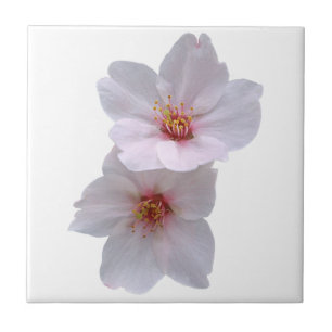 Sakura Tegeltje