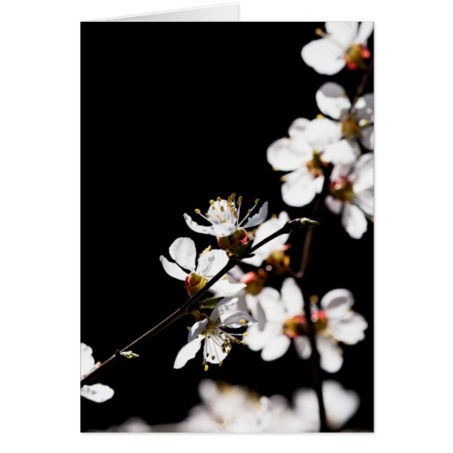 Sakurbloemen (Voorkant)