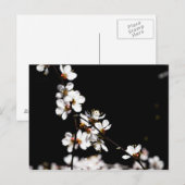 Sakurbloemen Briefkaart (Voorkant / Achterkant)