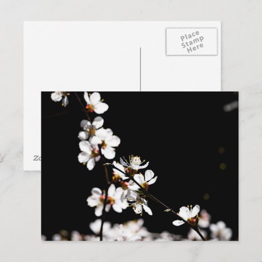 Sakurbloemen Briefkaart (Voorkant / Achterkant)