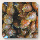 Salak [Snake Fruit] Bier Onderzetter (Voorkant)