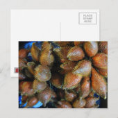 Salak [Snake Fruit] Briefkaart (Voorkant / Achterkant)
