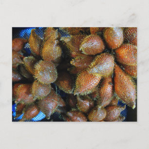 Salak [Snake Fruit] Briefkaart