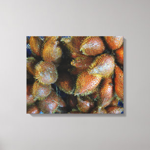 Salak [Snake Fruit] Canvas Afdruk