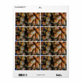 Salak [Snake Fruit] Etiket (Full Sheet)