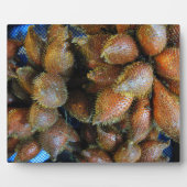 Salak [Snake Fruit] Fotoplaat (Voorkant)