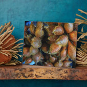 Salak [Snake Fruit] Fotoplaat (Zijkant)