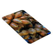 Salak [Snake Fruit] Magneet (Rechterzijde)
