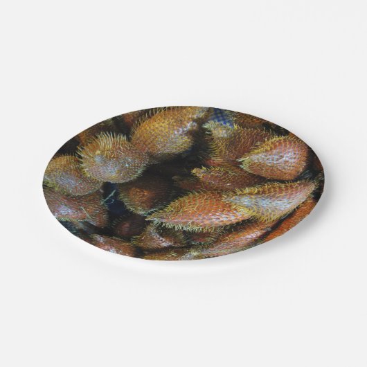 Salak [Snake Fruit] Papieren Bordje (Gekanteld)