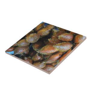 Salak [Snake Fruit] Tegeltje