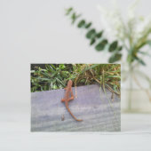 Salamander Briefkaart (Staand voorkant)