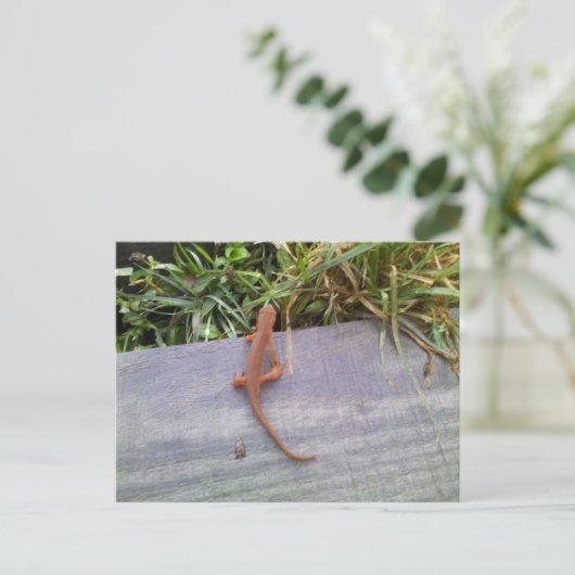 Salamander Briefkaart (Staand voorkant)