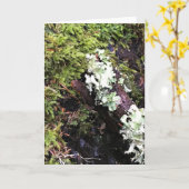 Salamander Hiding under Log, Washington Kaart (Gele Bloem)