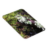 Salamander Hiding under Log, Washington Magneet (Rechterzijde)