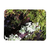 Salamander Hiding under Log, Washington Magneet (Horizontaal)