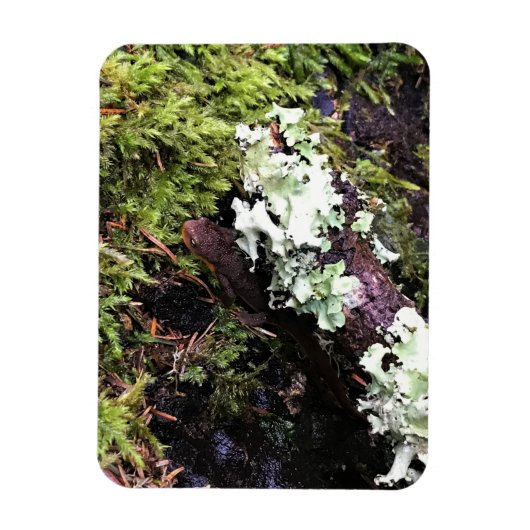 Salamander Hiding under Log, Washington Magneet (Verticaal)