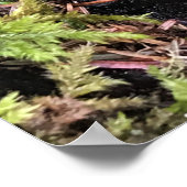 Salamander Hiding under Log, Washington Poster (Hoek)