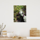 Salamander Hiding under Log, Washington Poster (Keuken)