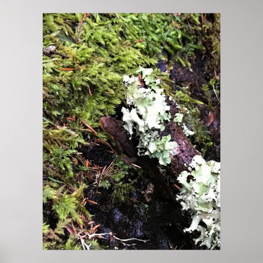 Salamander Hiding under Log, Washington Poster (Voorkant)