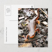 Salamander in het bos briefkaart (Voorkant / Achterkant)