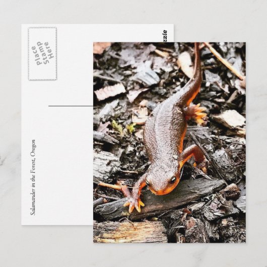 Salamander in het bos briefkaart (Voorkant / Achterkant)