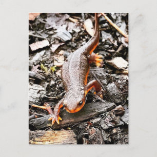 Salamander in het bos briefkaart