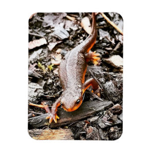 Salamander in het bos magneet